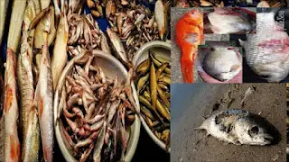 তাজা মাছ চেনার উপায় (১০০% কার্যকরী পদ্ধতি)